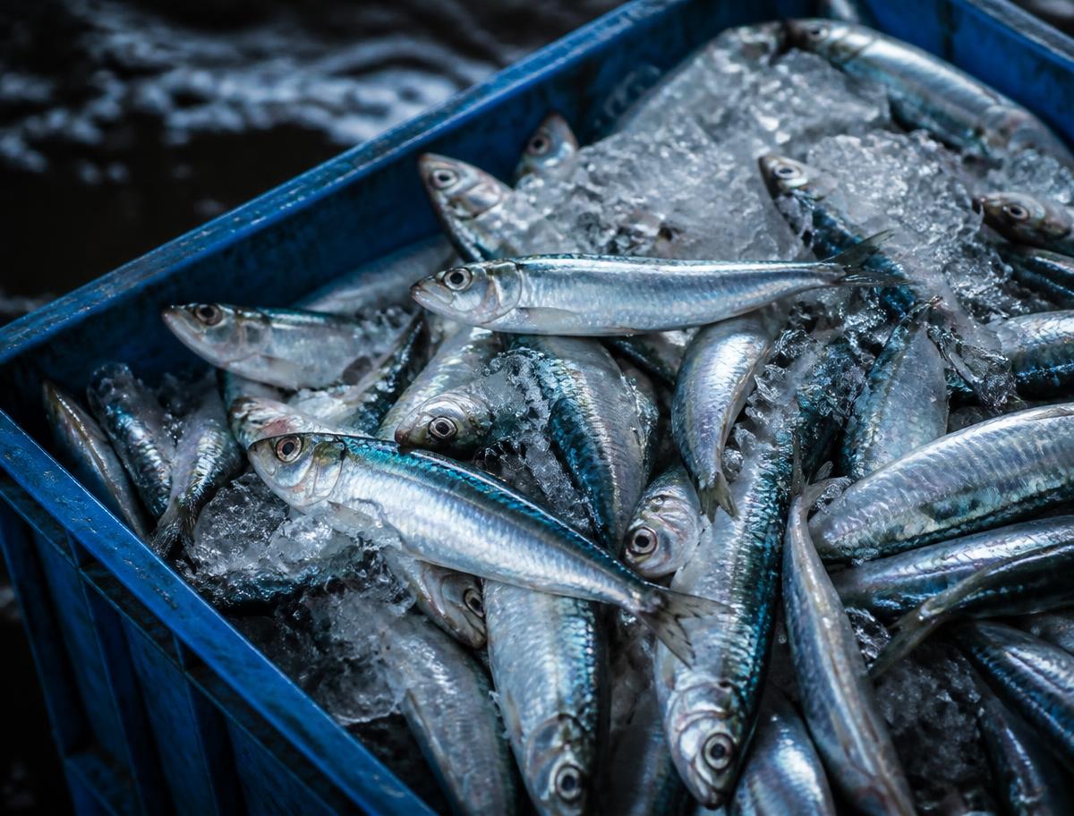 Oil Sardine (Aila)