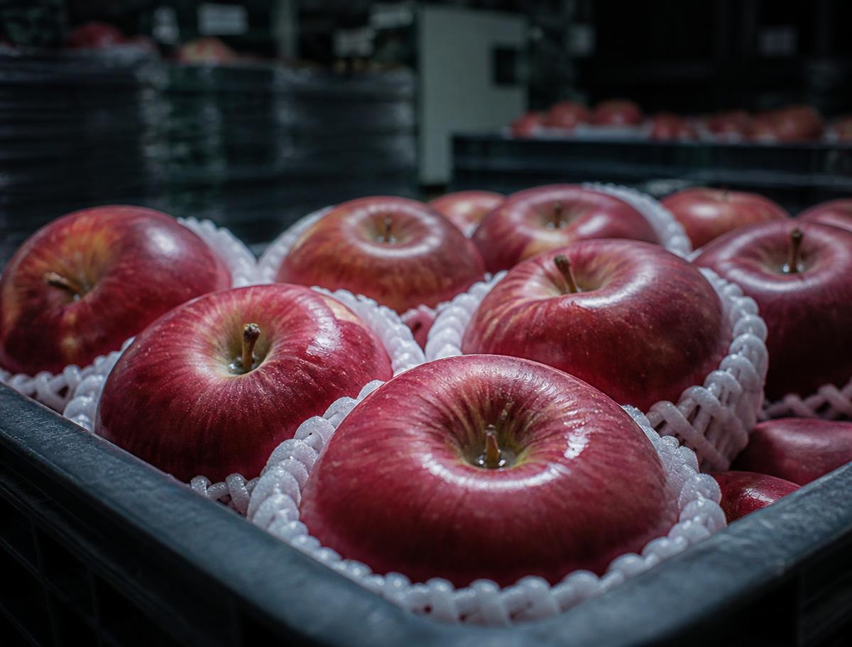 Apples
