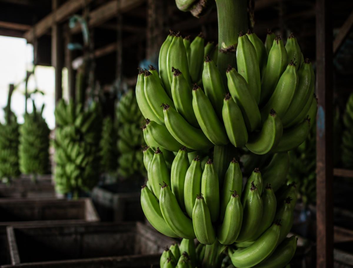 Cavendish Banana