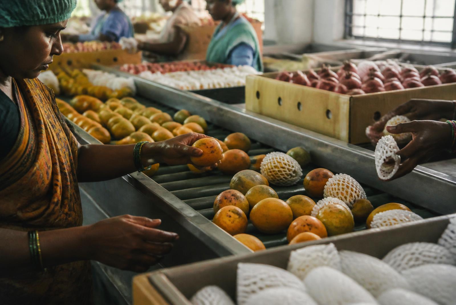 Fruits sourced by KOLOTH TRADERS
