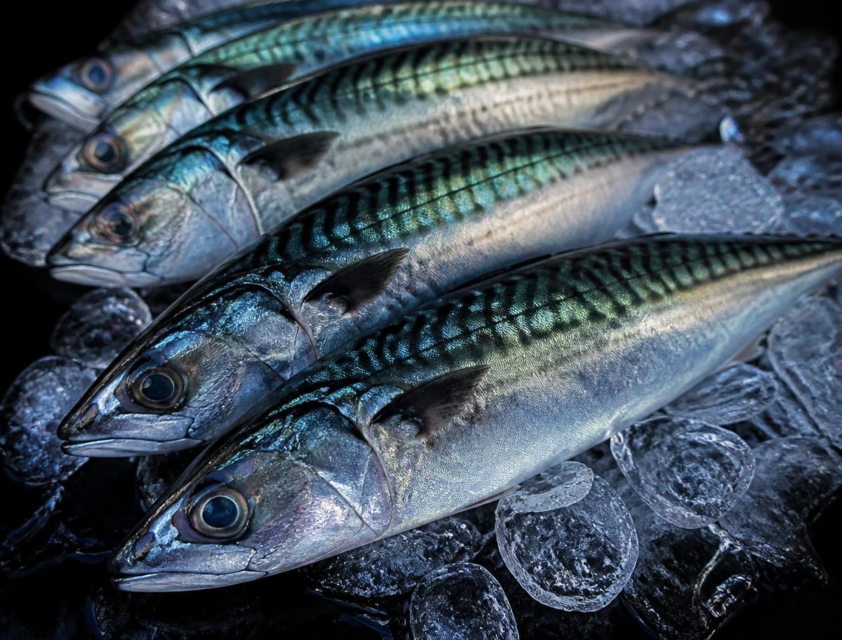 Indian Mackerel