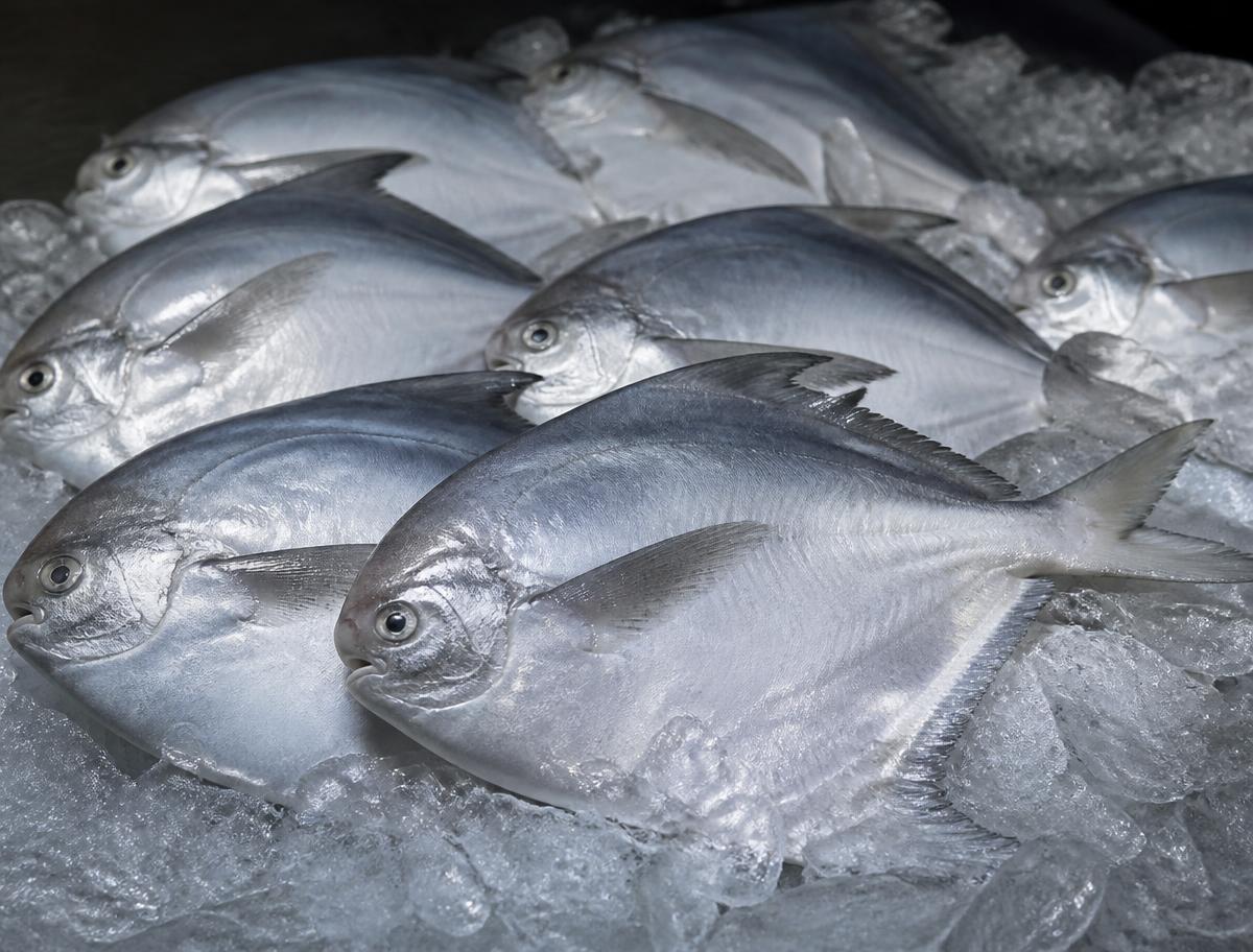 Silver Pomfret