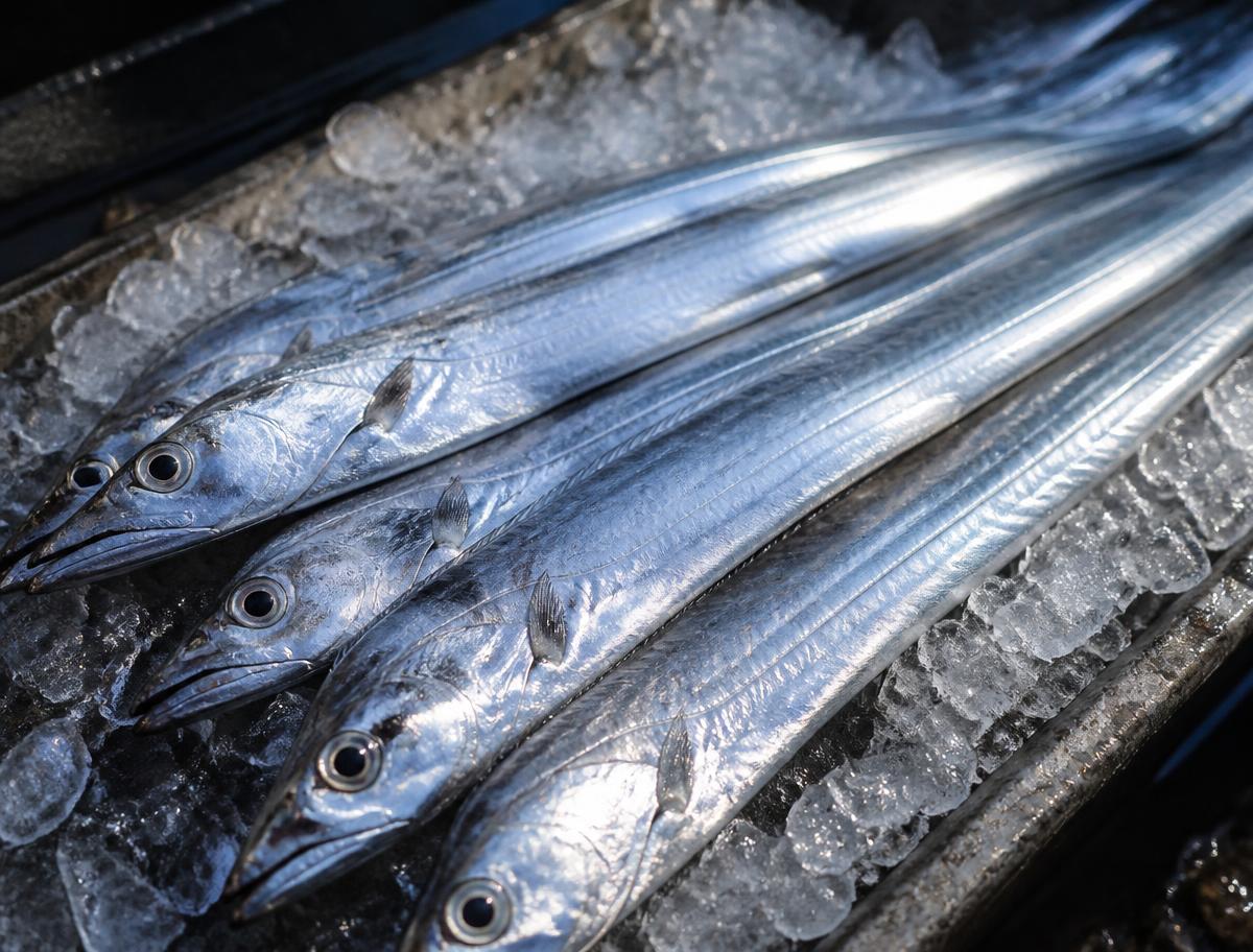 Ribbon Fish