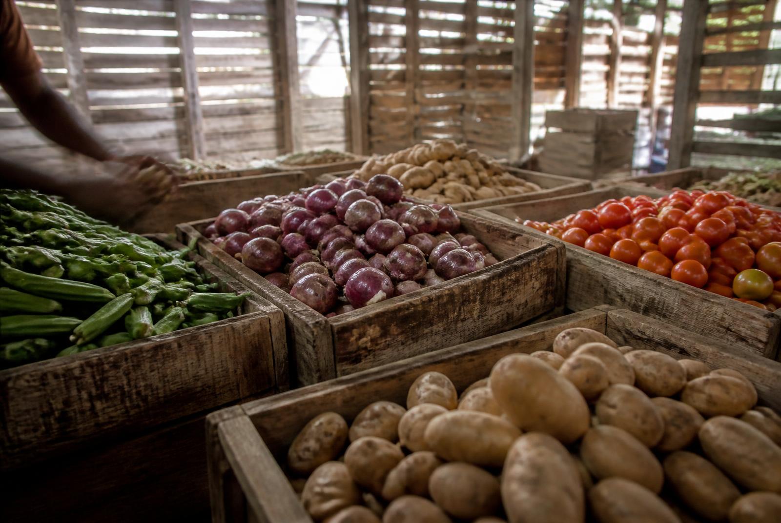 Vegetables sourced by KOLOTH TRADERS
